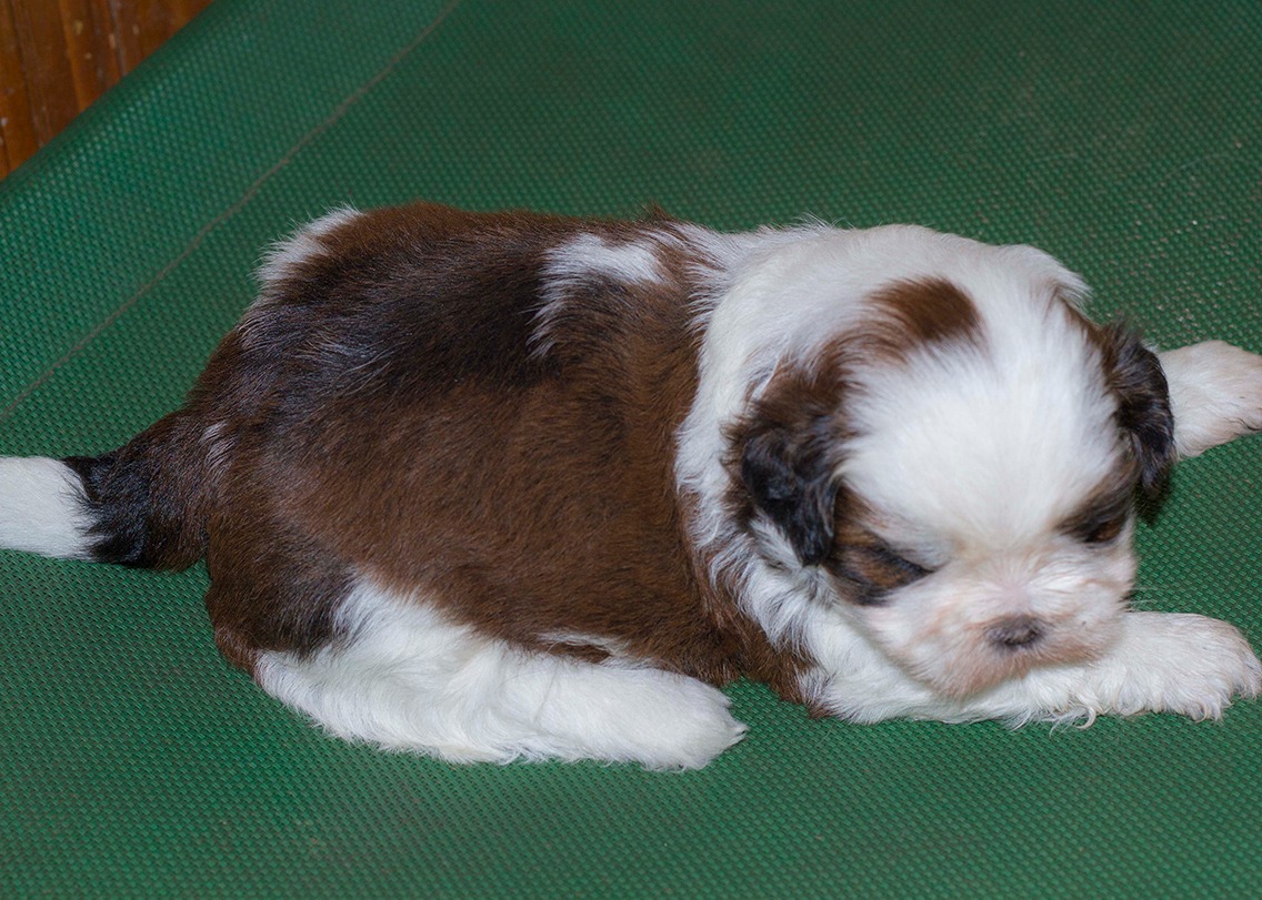 Image of SHIH TZU posted on 2022-01-28 13:10:23 from Indiranagar
